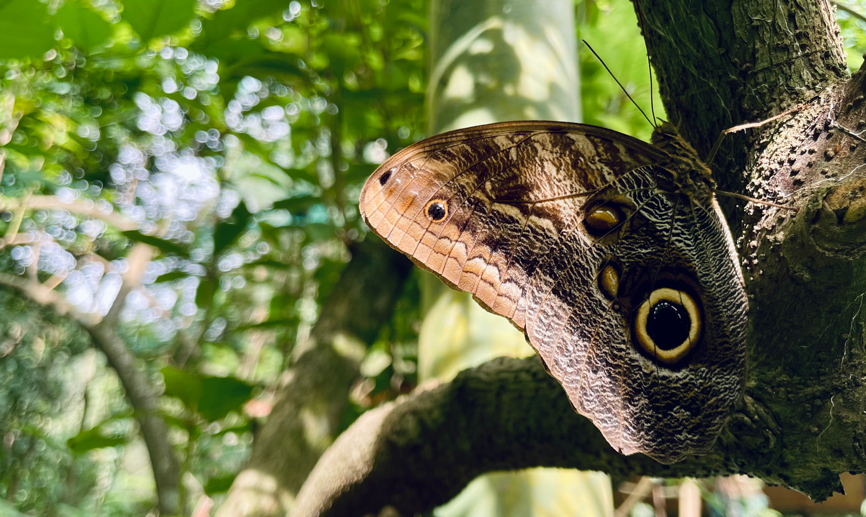 Mariposa Búho en Costa Rica
